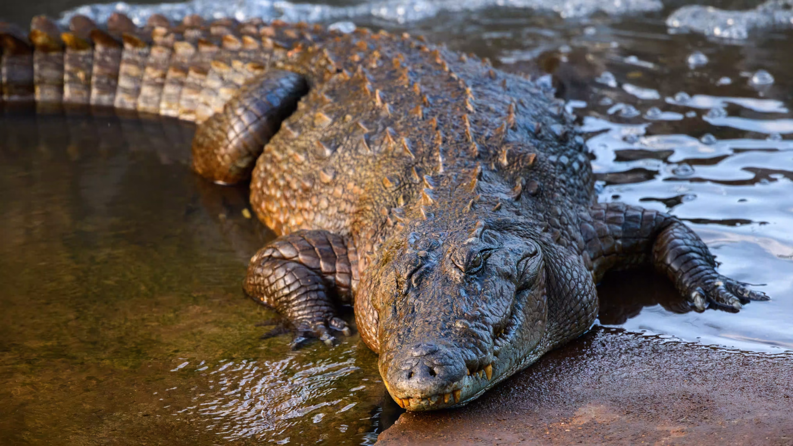 Nyerere National Park