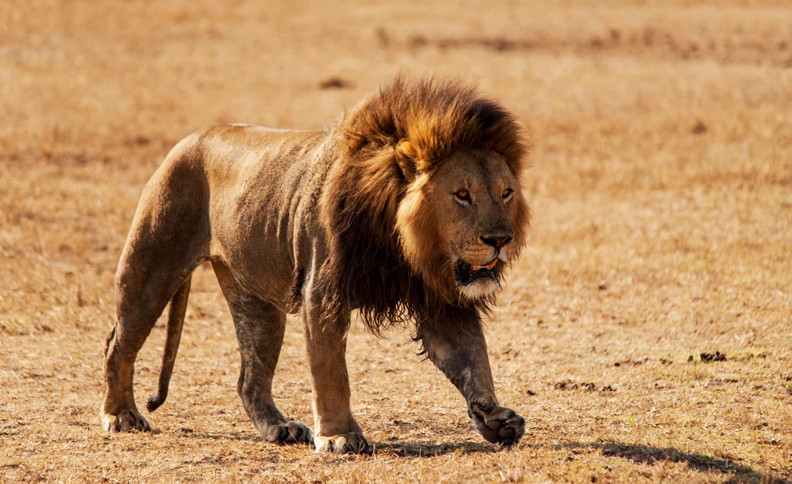Lioness on the Serengeti