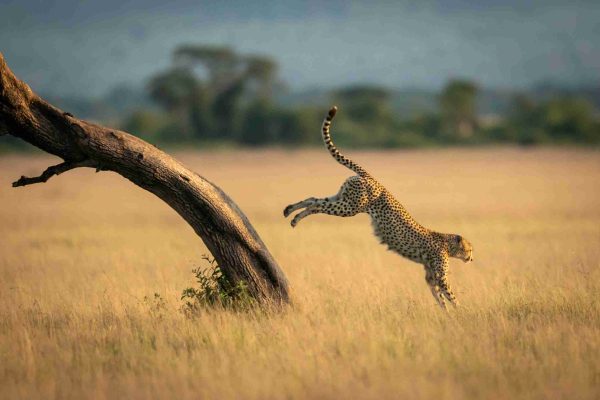 A male cheetah jumps down from the diagonal trunk of a tree. He has brown fur covered with black spots, and in the background can be seen a line of trees.