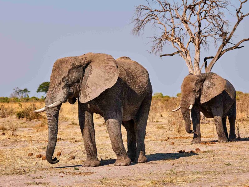 Two large elephants walk in the Tarangire.