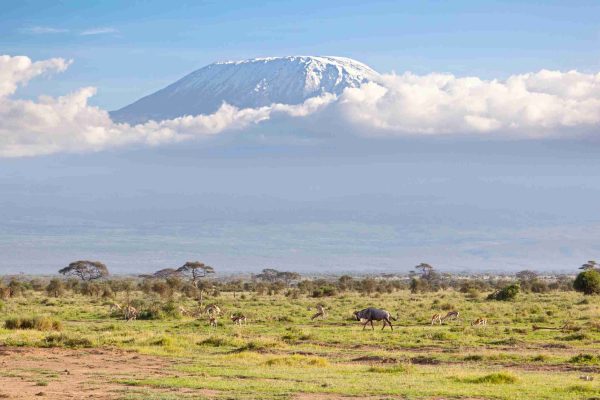 Kilimanjaro with snow cap.