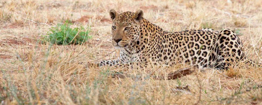 leopard