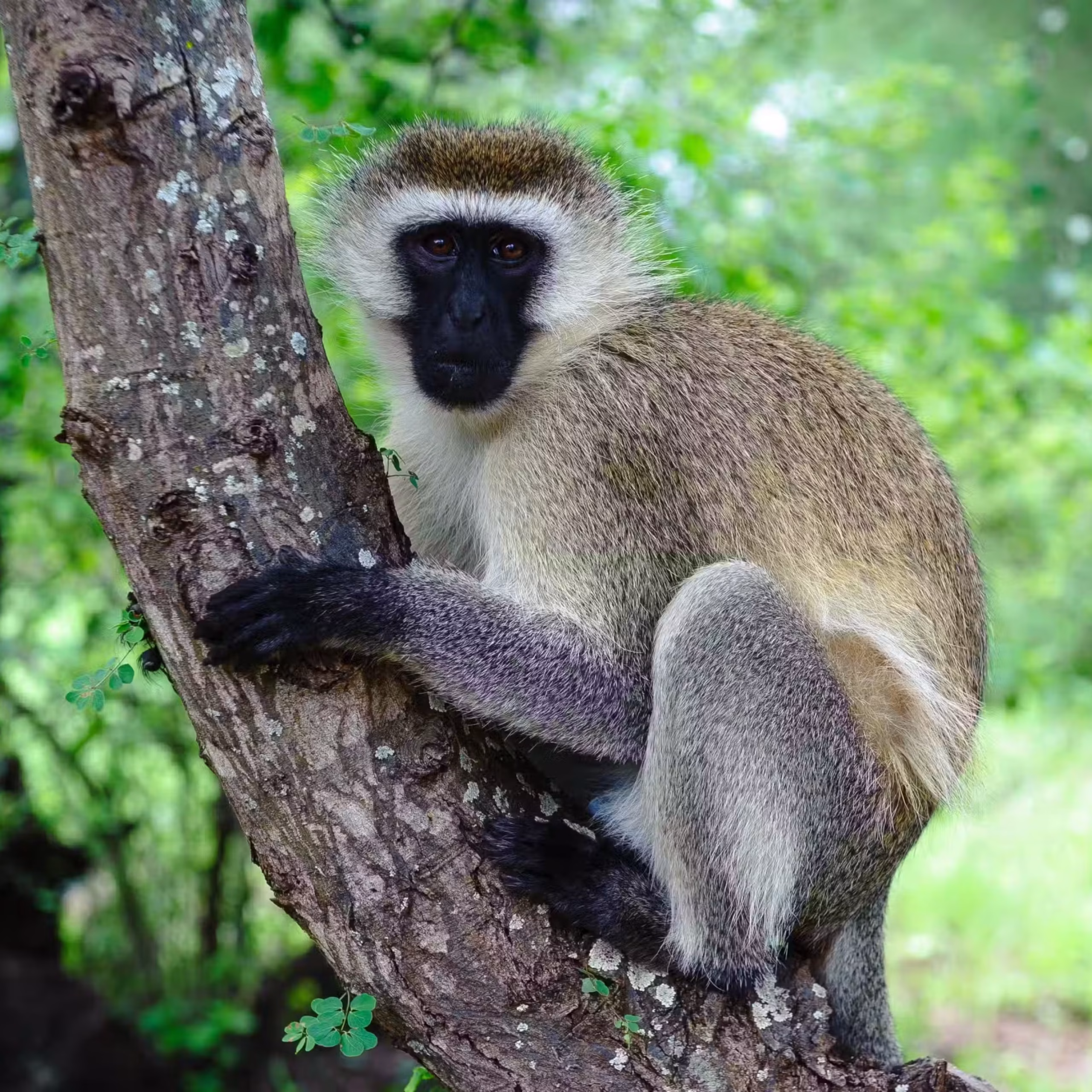 Primate Encounters for Adventurous Families