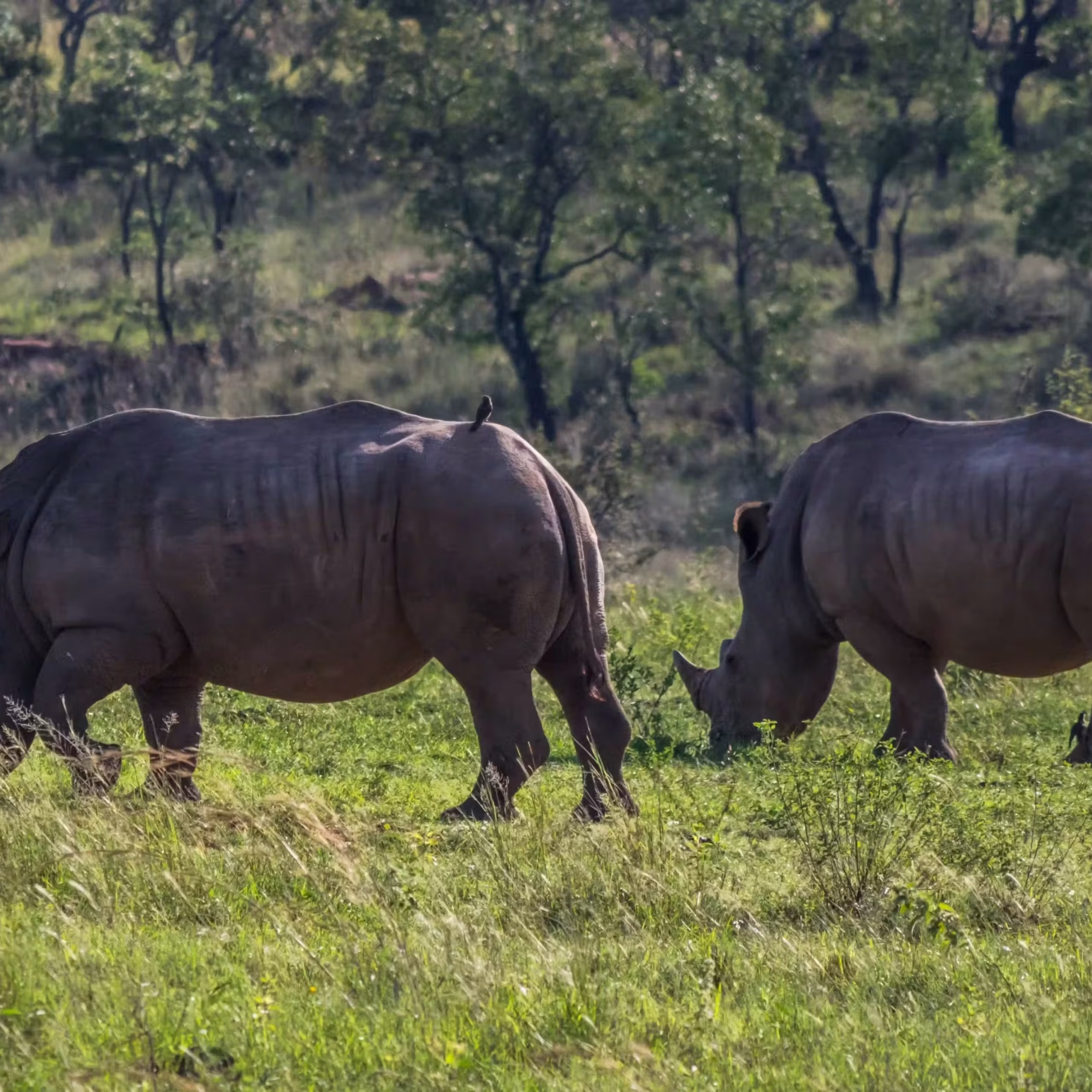 Wildlife, Comfort, and Accessibility
