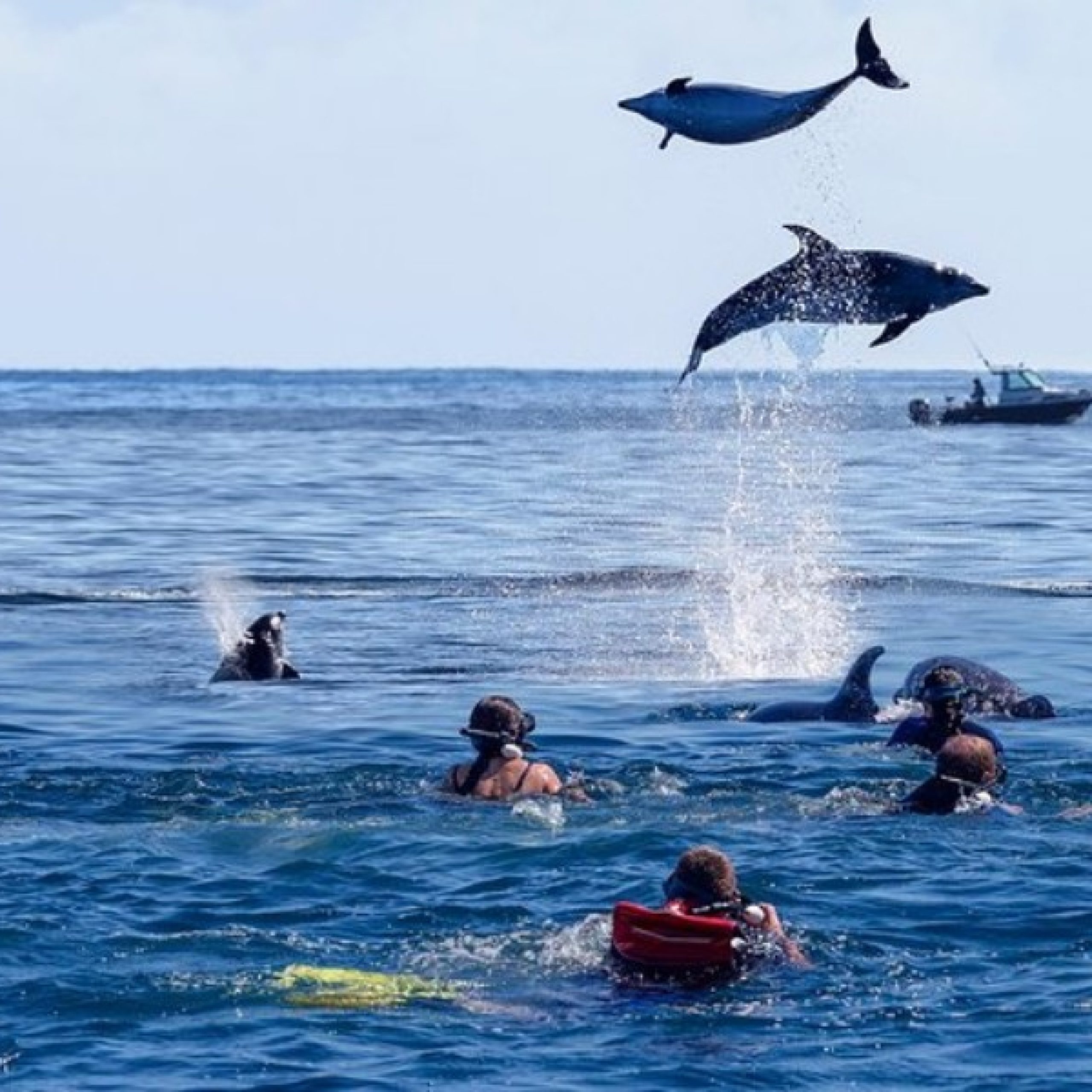 kizmkaz dolphins