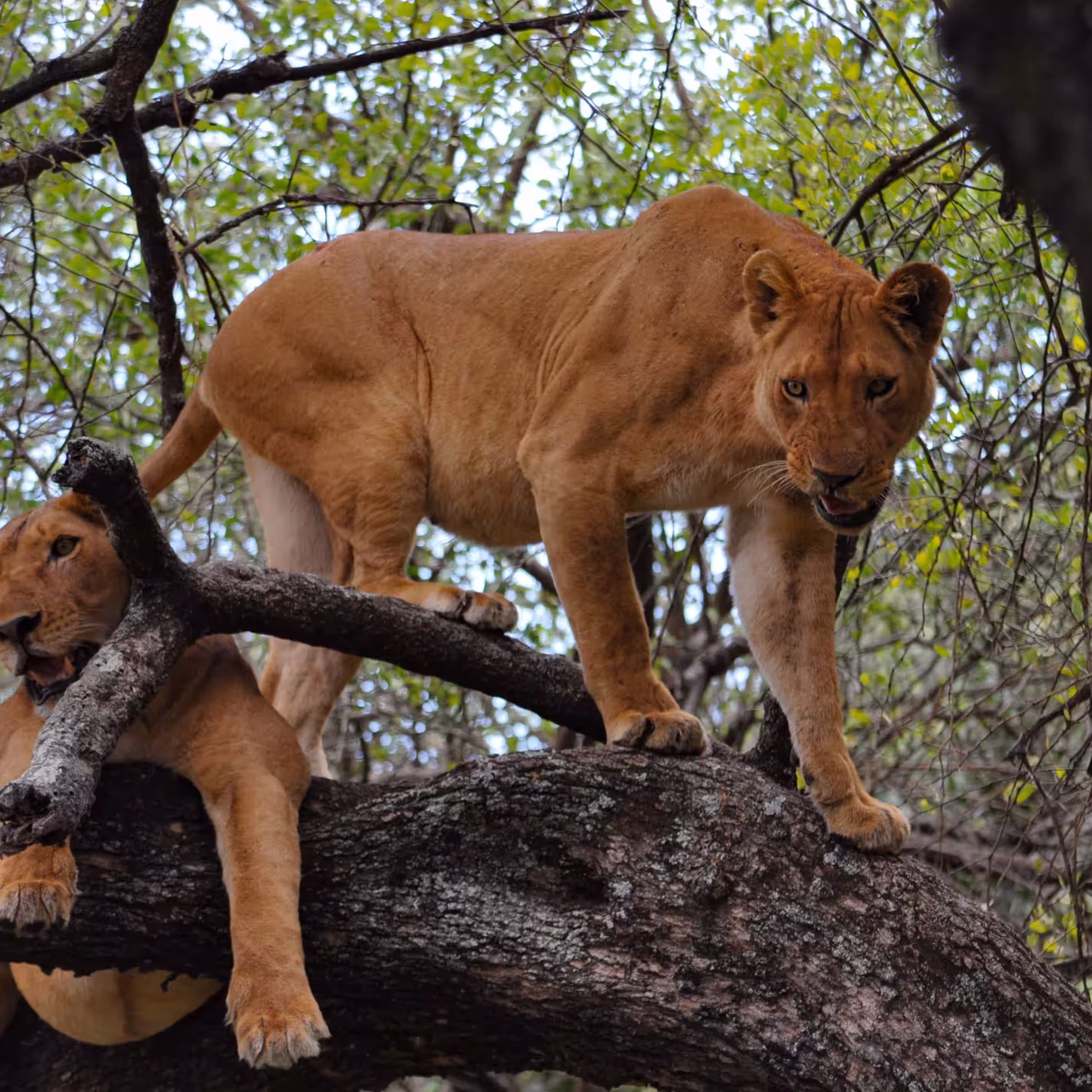 lions