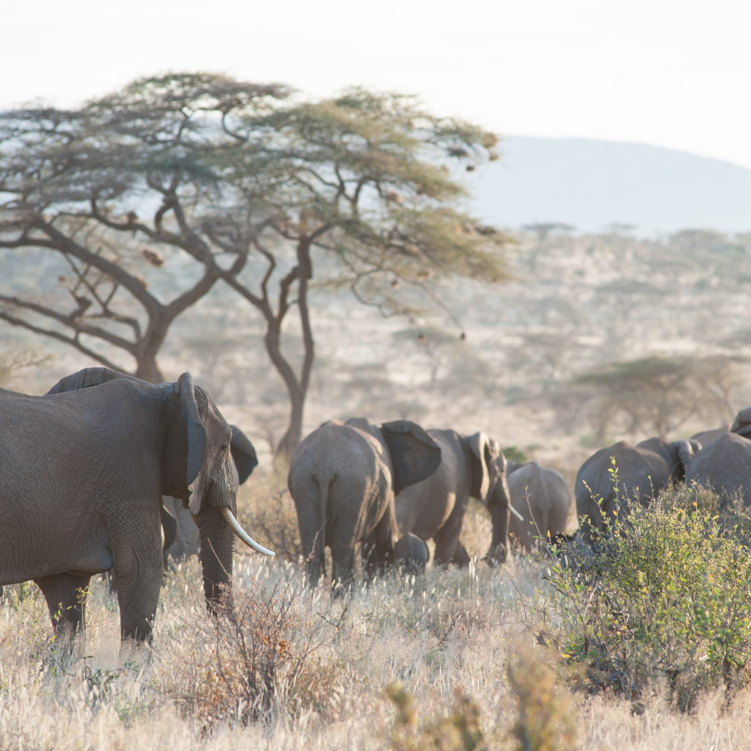 elephant in the savannah of africa