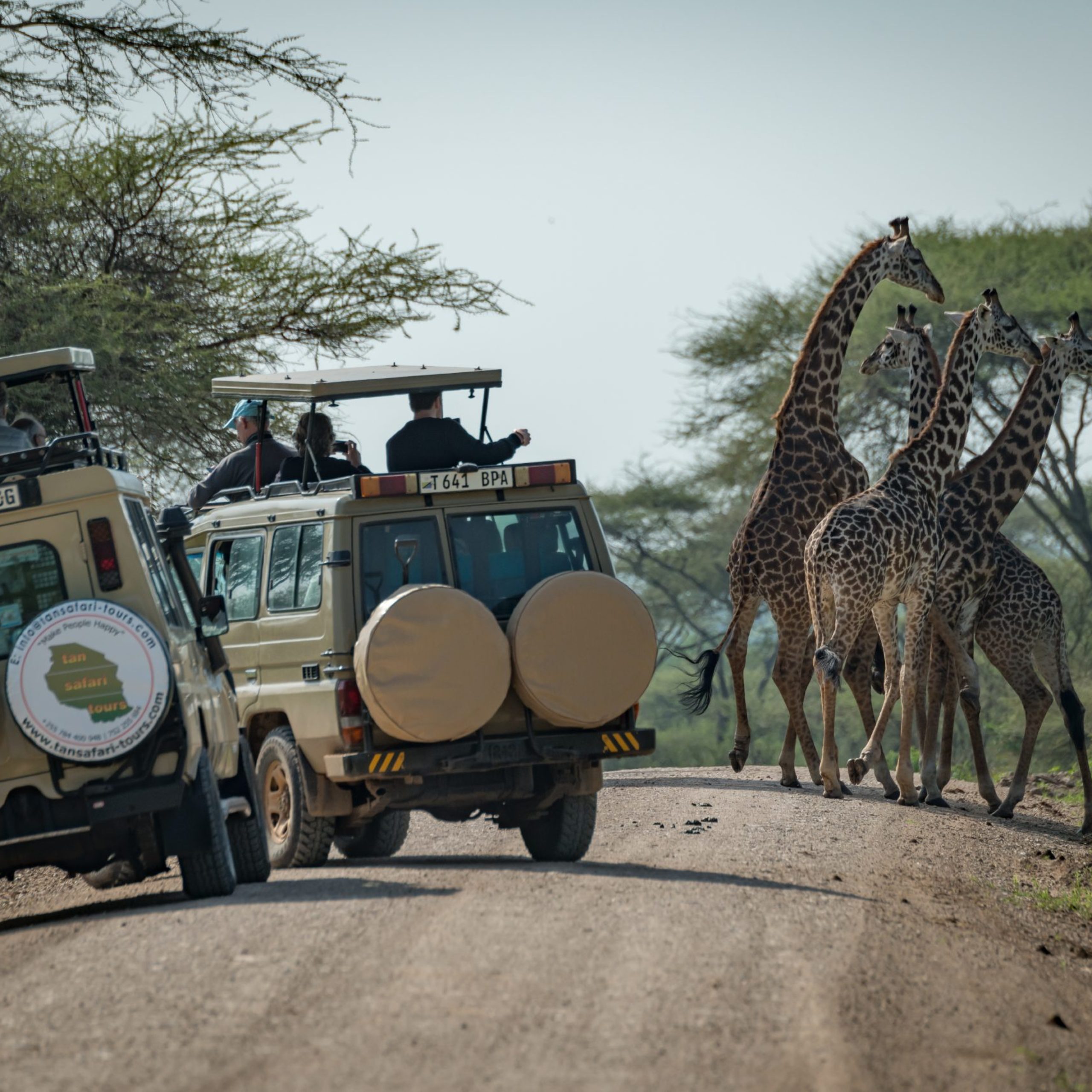 Masai giraffe seen by tourists in jeeps