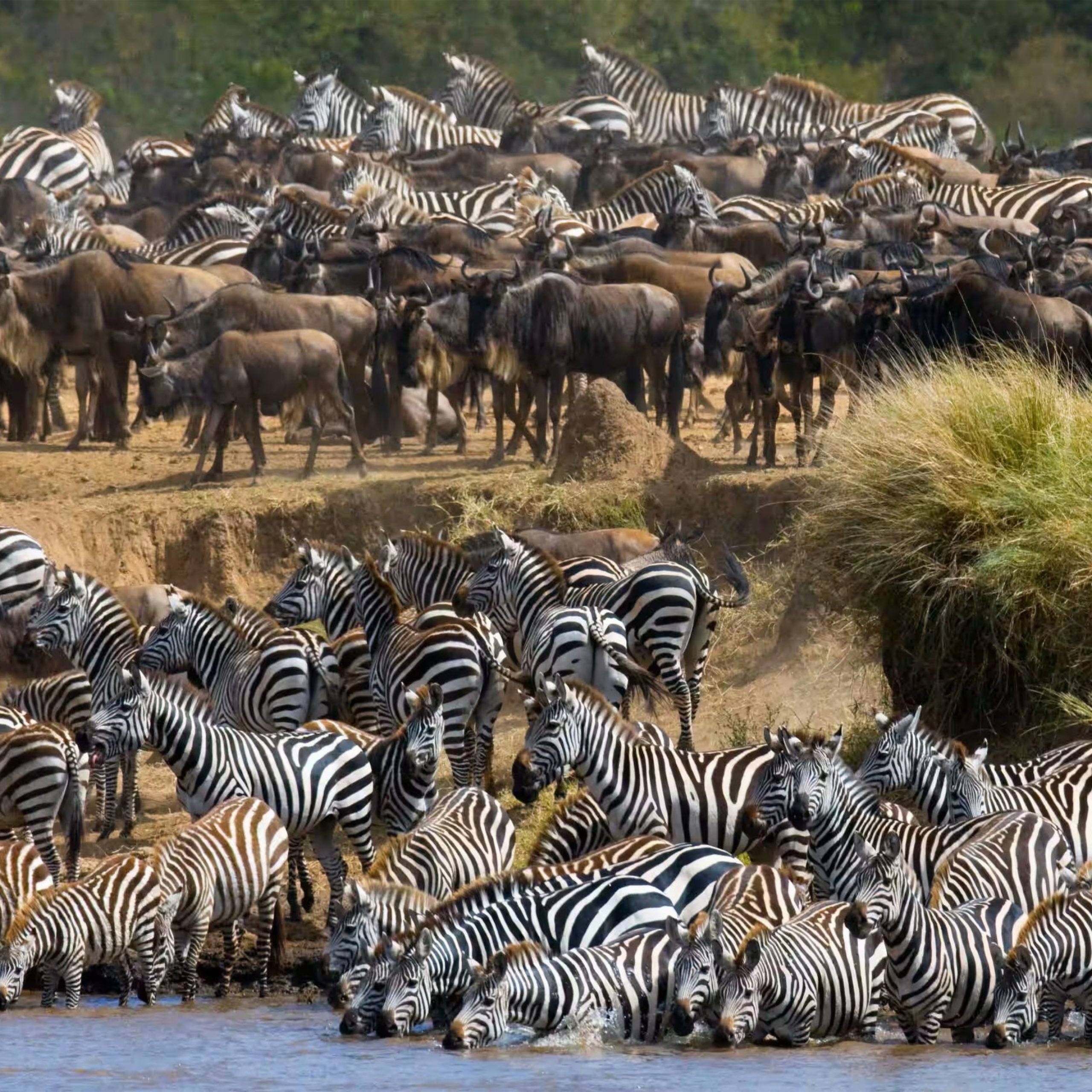 zebra-migration