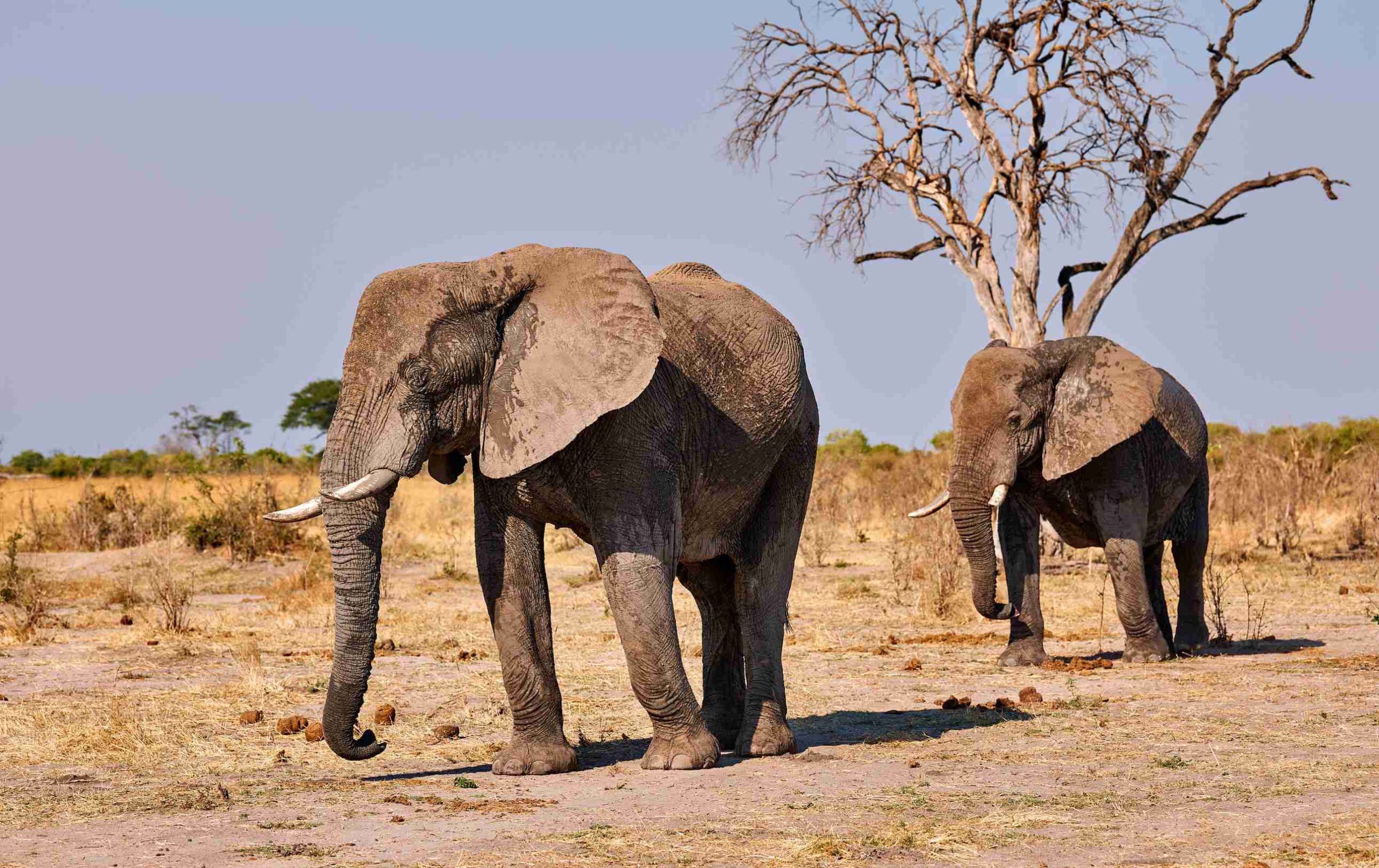 Big elephants walking in the bush. Two large elephants walk in the Tarangire.