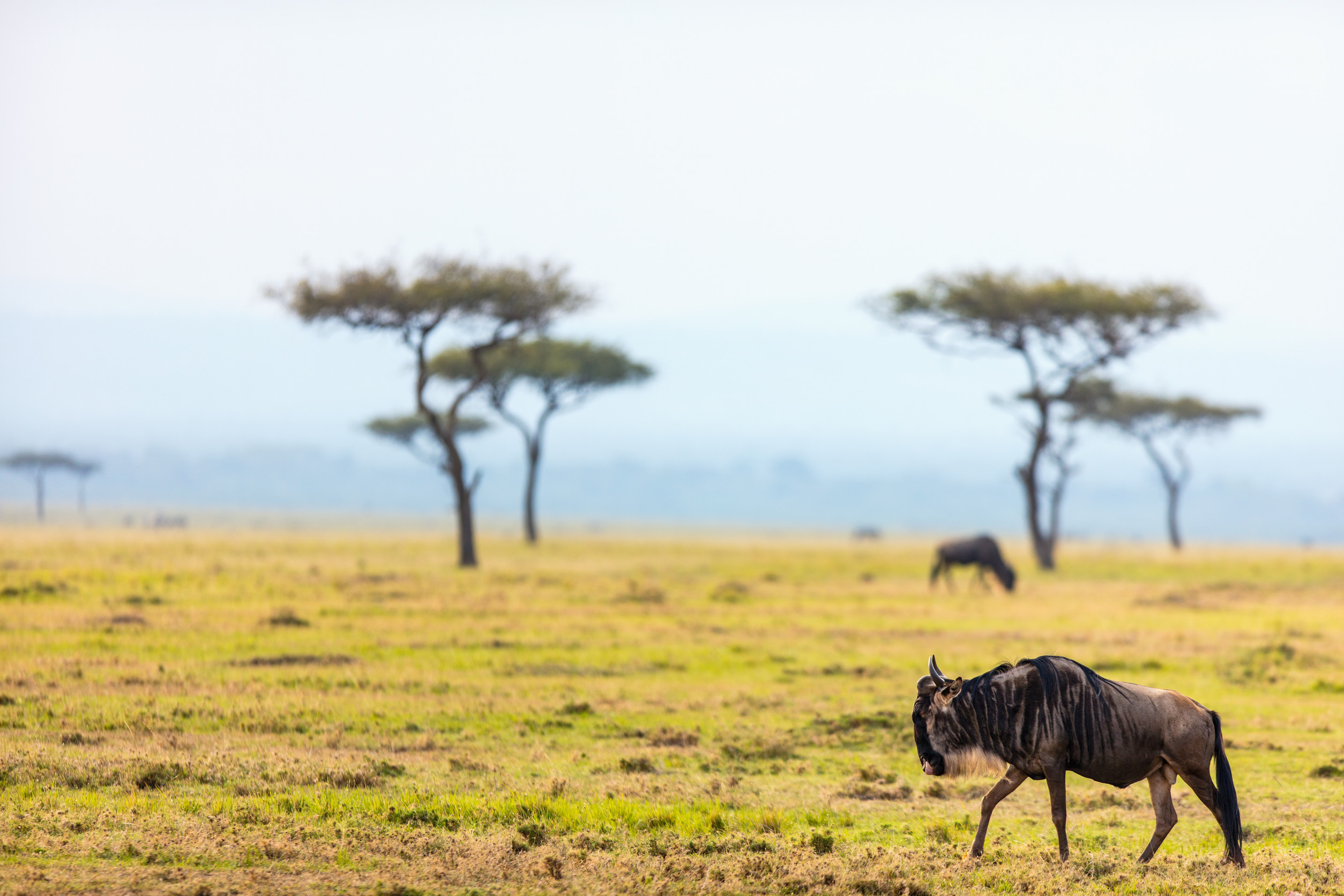 Wildebeests in Masai Mara National park
