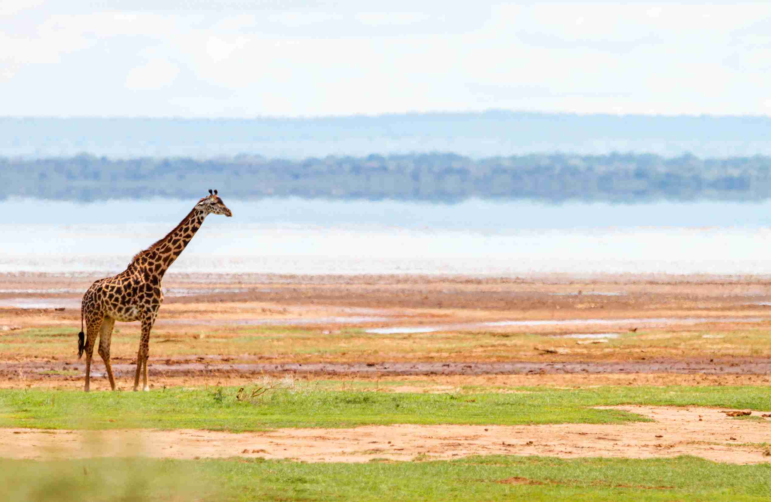 Giraffe Giraffe in Lake Manyara national park, Tanzania