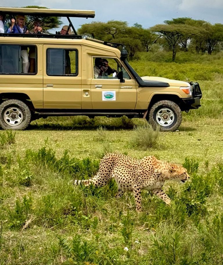A cheetah in the grass beside an Active Kili Top safari vehicle