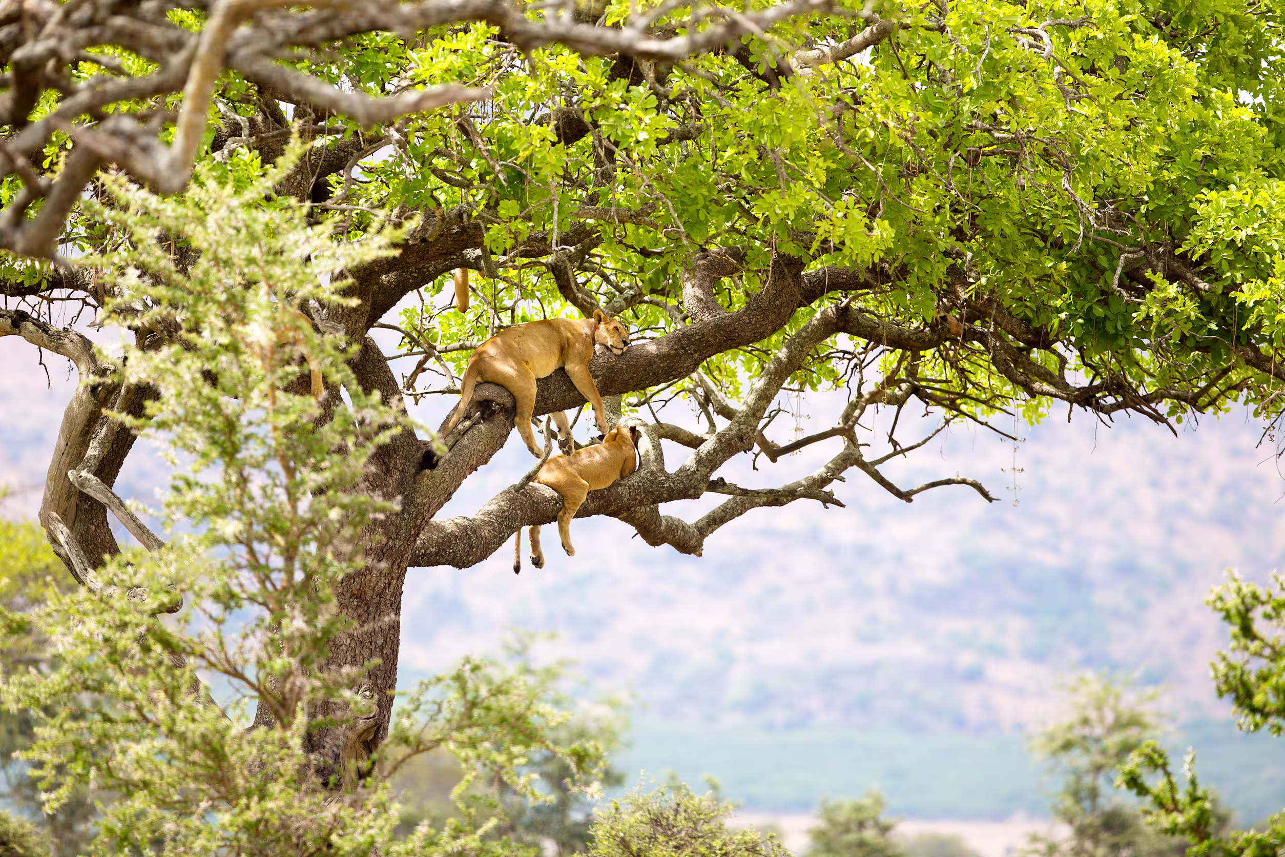 Lake Manyara National park destination