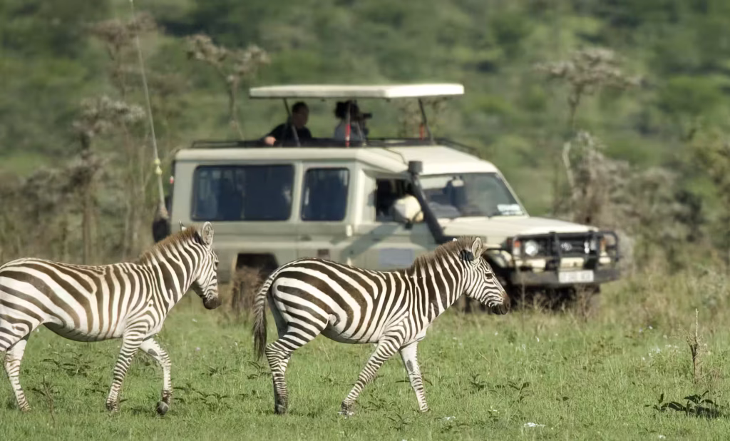 Zebra beside a safari vehicle