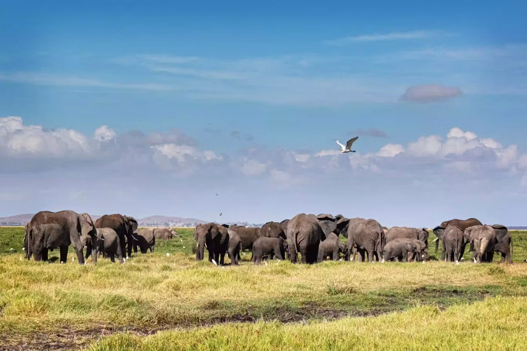 An elephant herd on open grassland