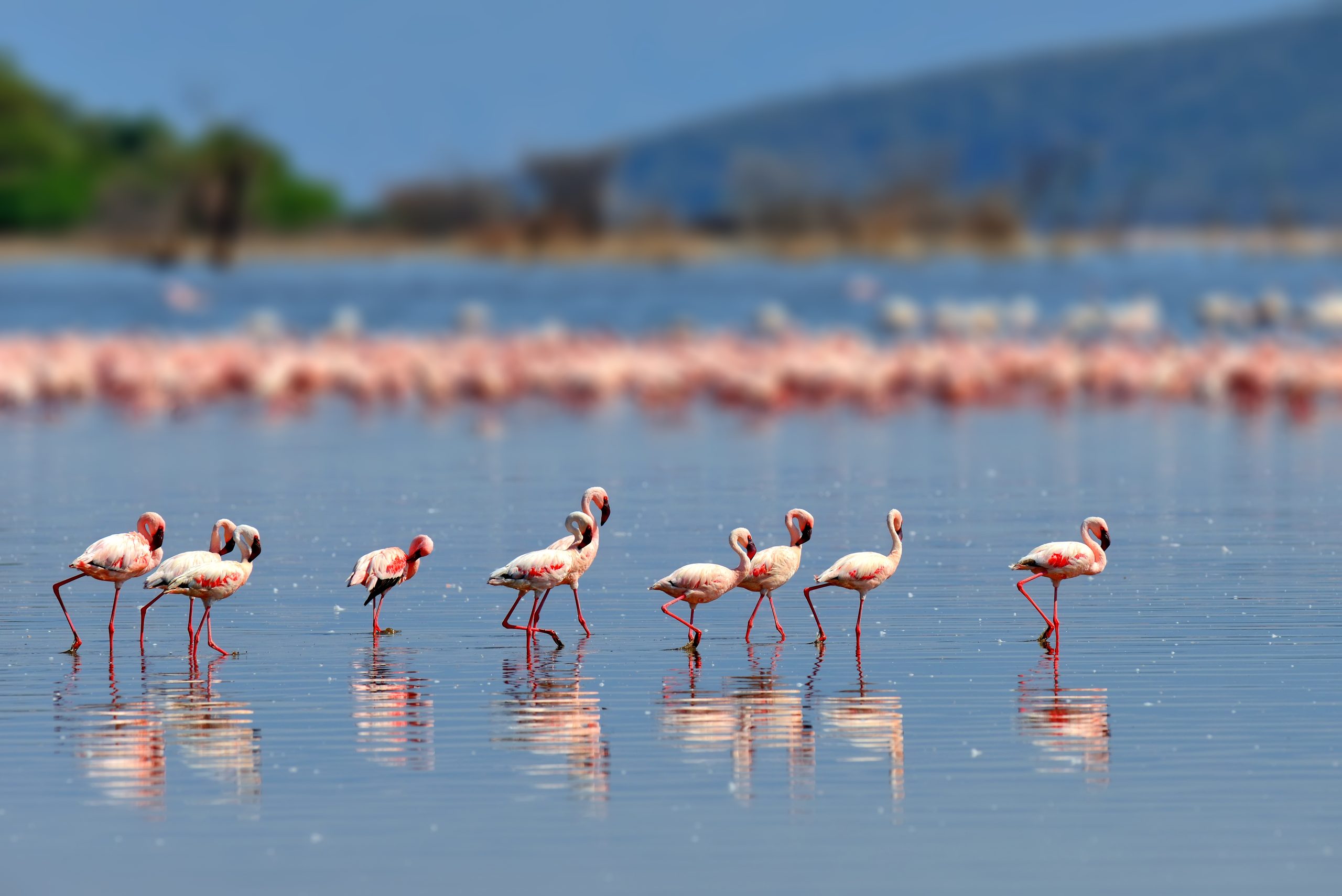 Flock of flamingos wading in the shallow lagoon water
