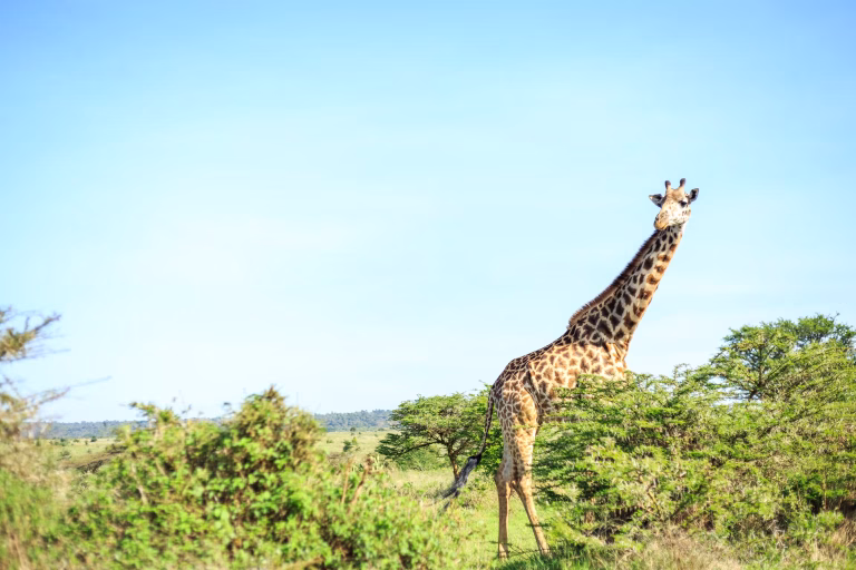 A giraffe on open grassland
