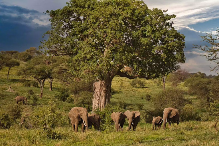 An elephant herd