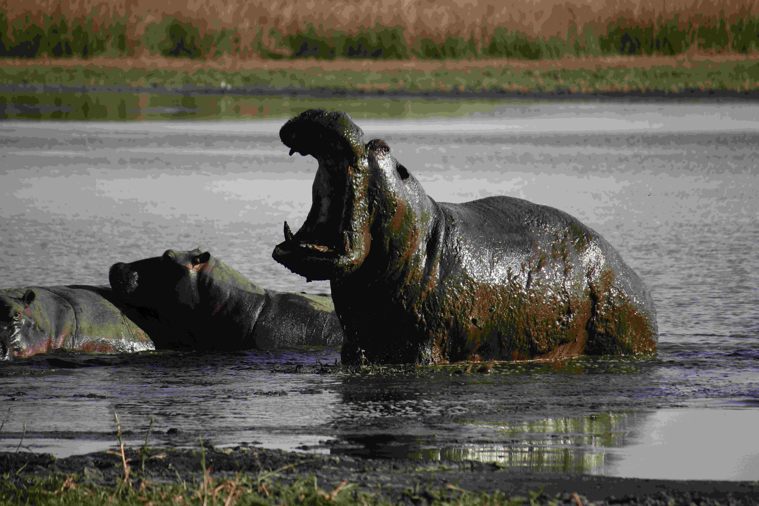 Hippos in the water