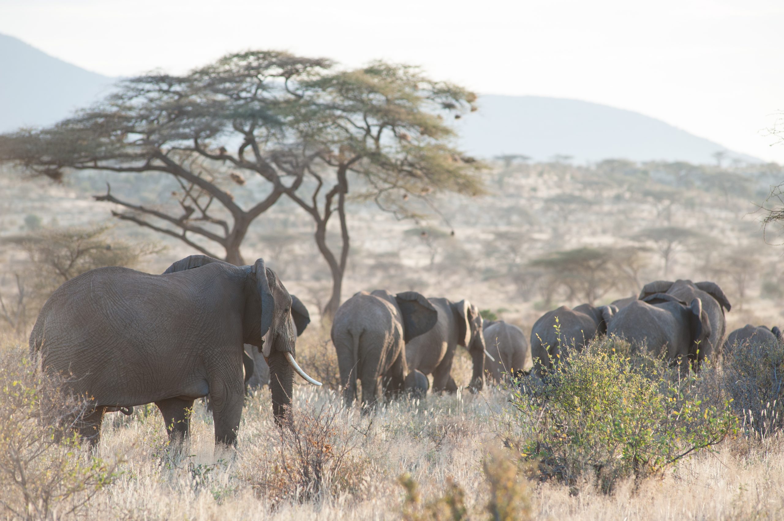 elephant in the savannah of africa