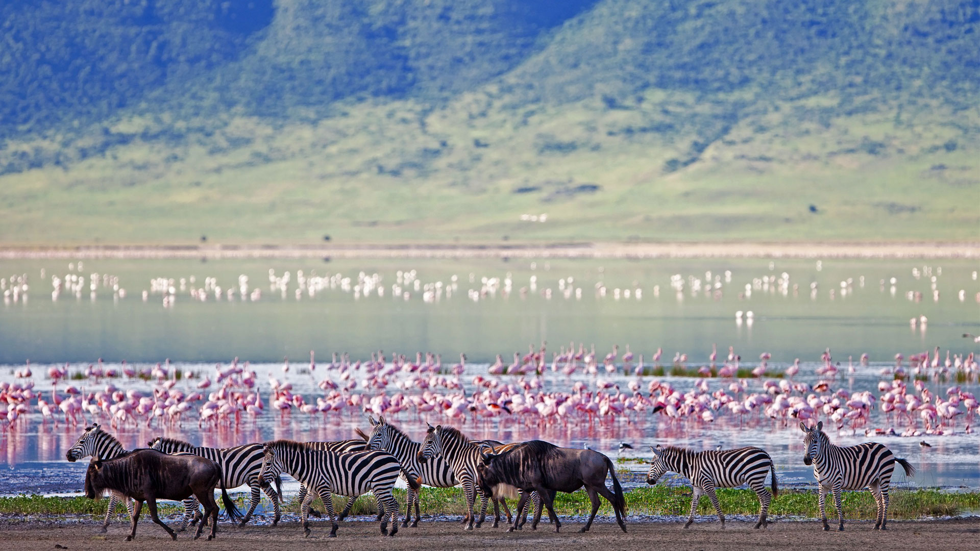 Zebra and flamingos on the Ngorongoro Crater floor