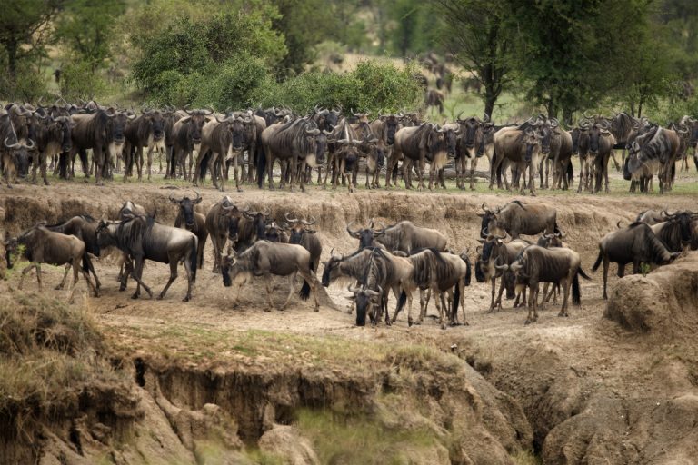 Wildebeest herds on the plains
