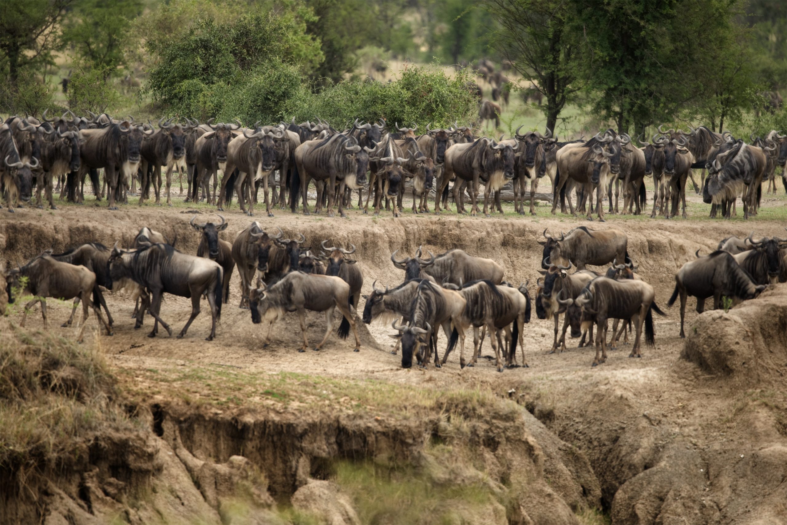 Wildebeest herds on the plains