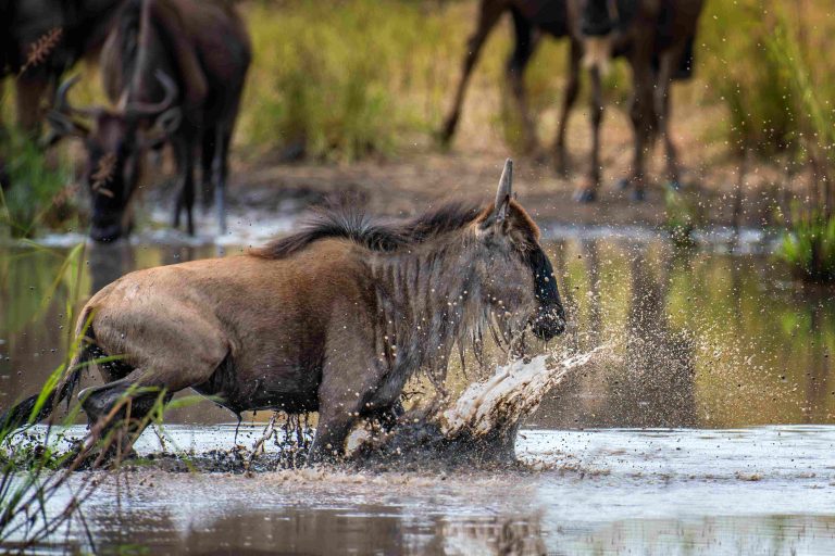 Wildebeest crossing a river