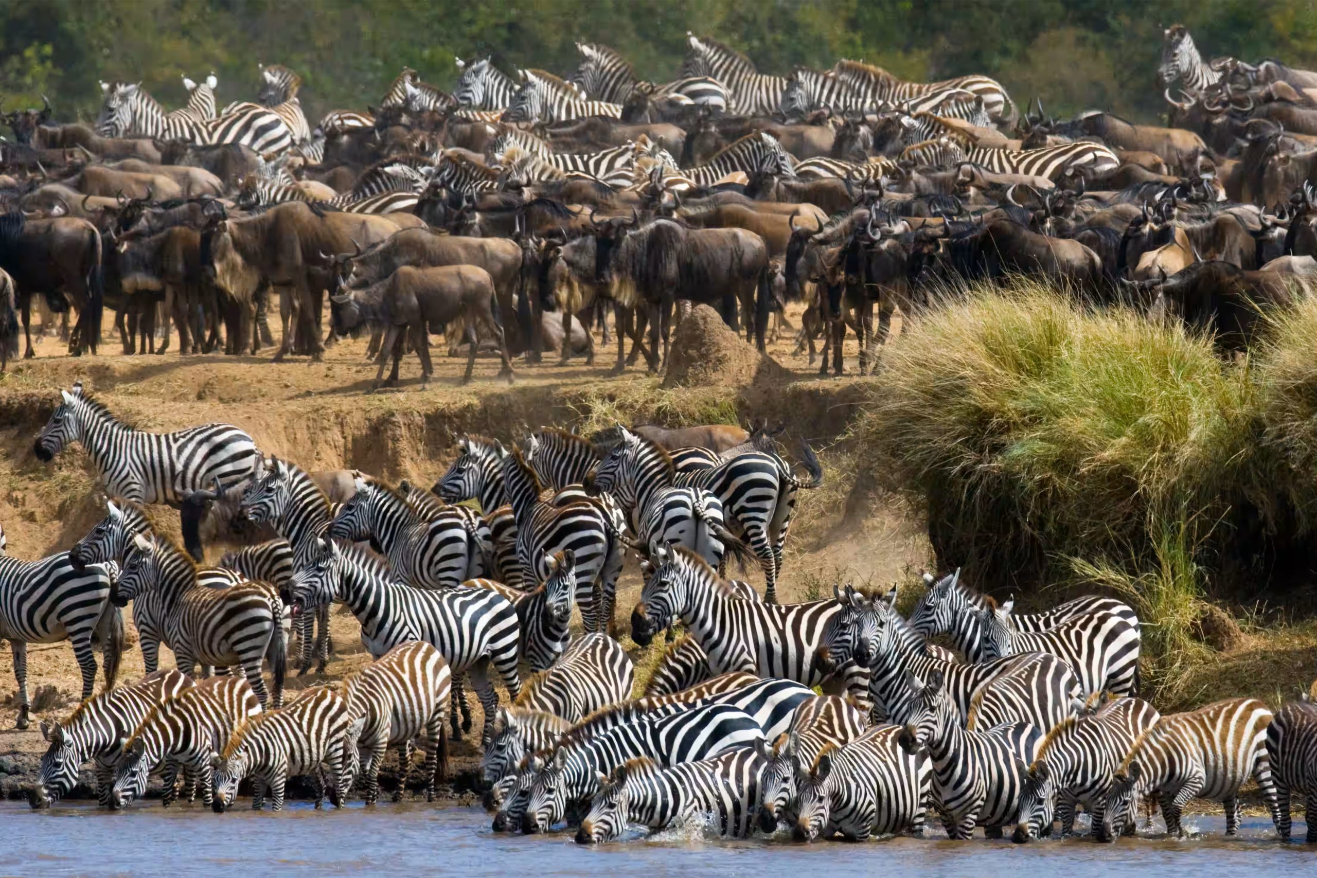 zebra-migration