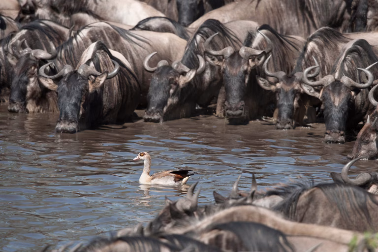 Wildebeest crowded together at a river in the Serengeti