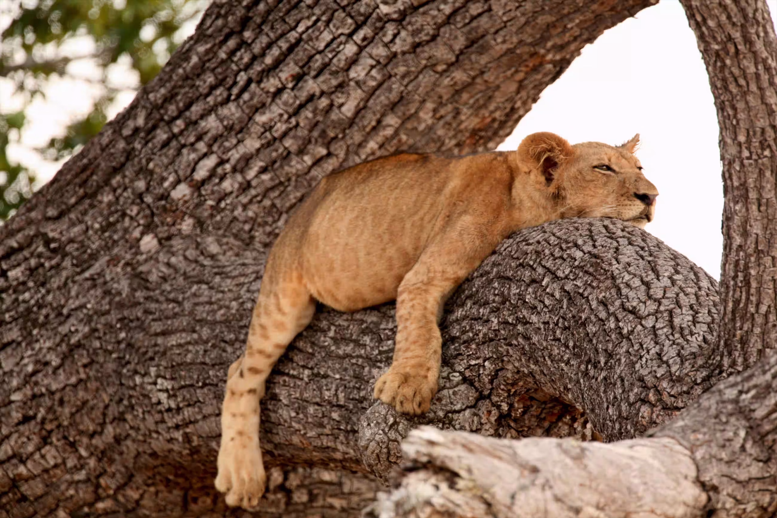 A lion cub asleep in the fork of a tree