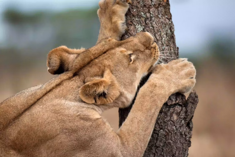 A lioness on a tree trunk in the Serengeti