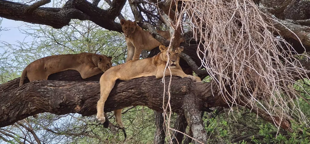 Lions resting in a tree in Lake Manyara National Park