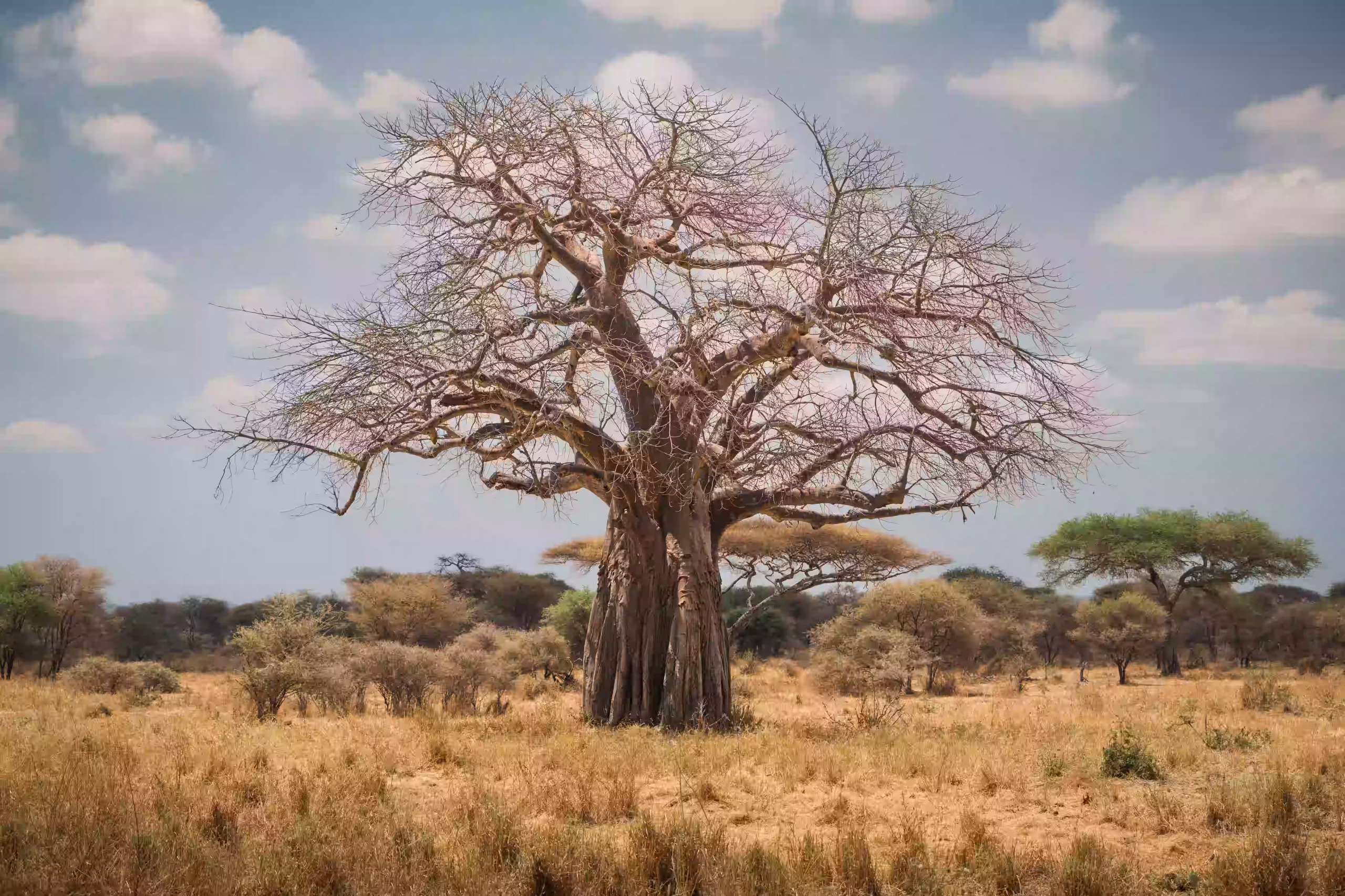Tarangire National Park