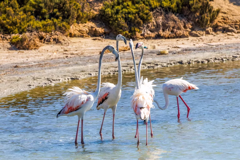 Flamingos wading in a shallow lake