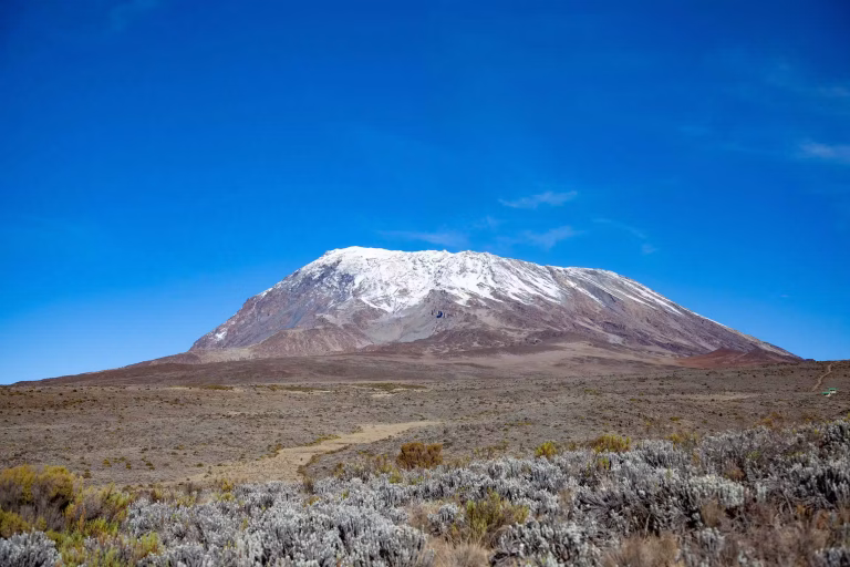 The snow-covered summit of Kilimanjaro above the moorland