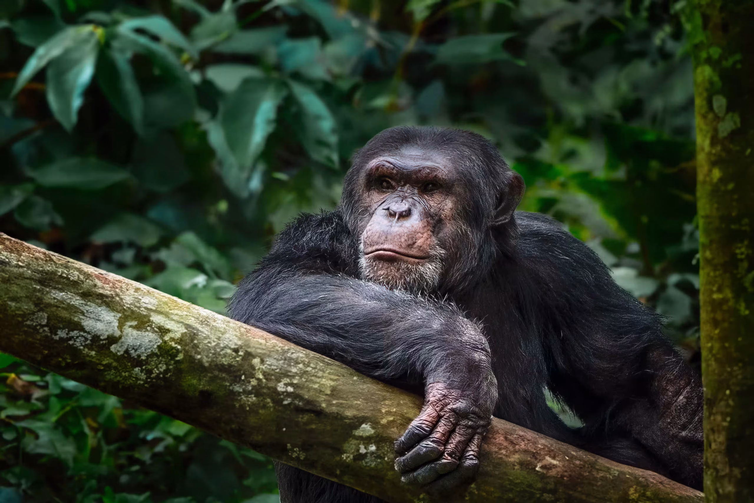A chimpanzee resting on a branch