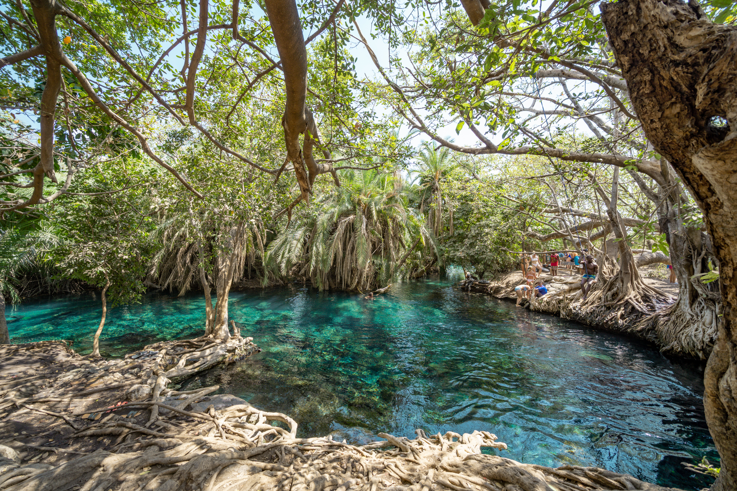 The clear turquoise pool at Chemka hot springs under fig trees