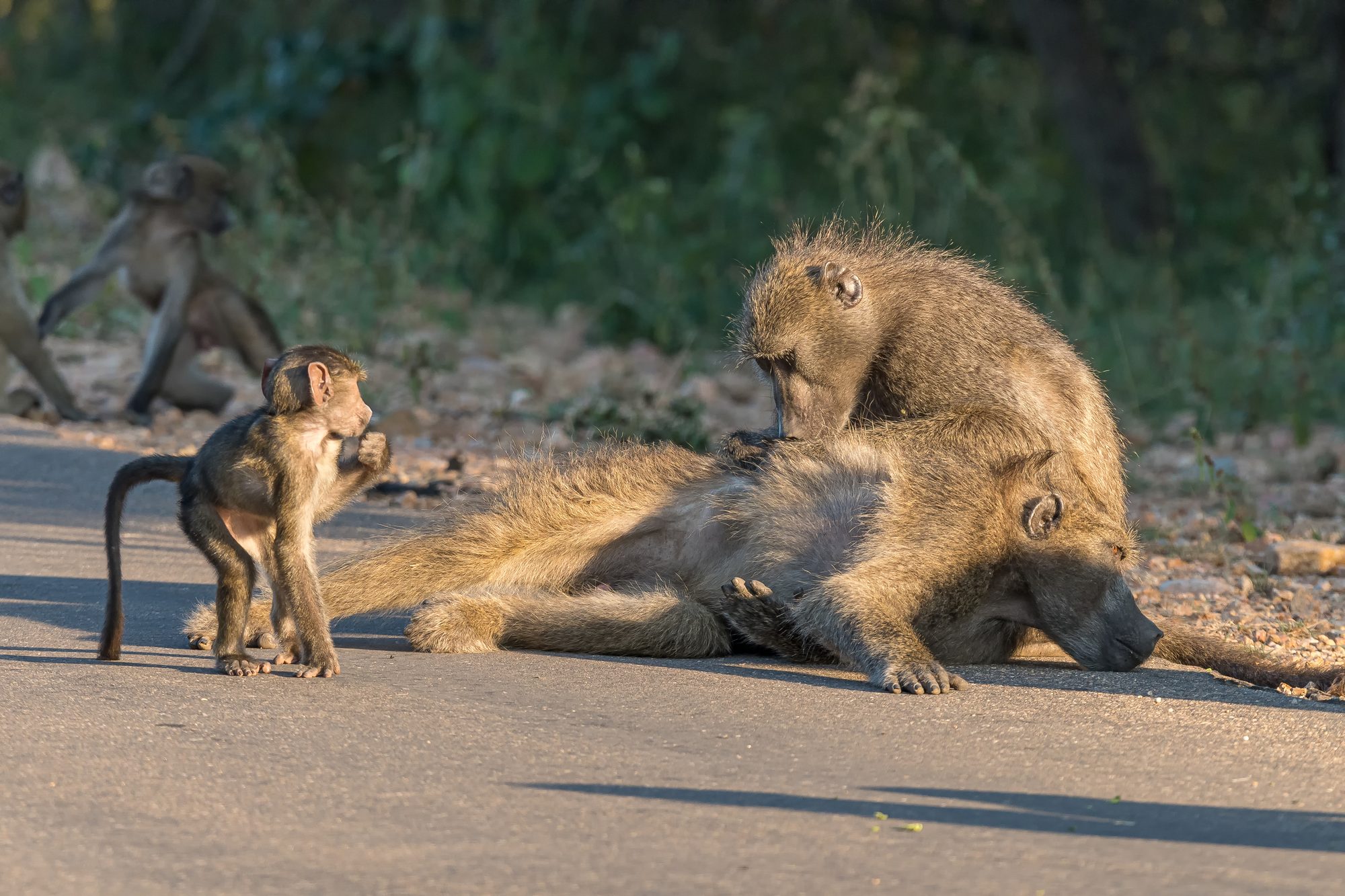A baboon family on a park road
