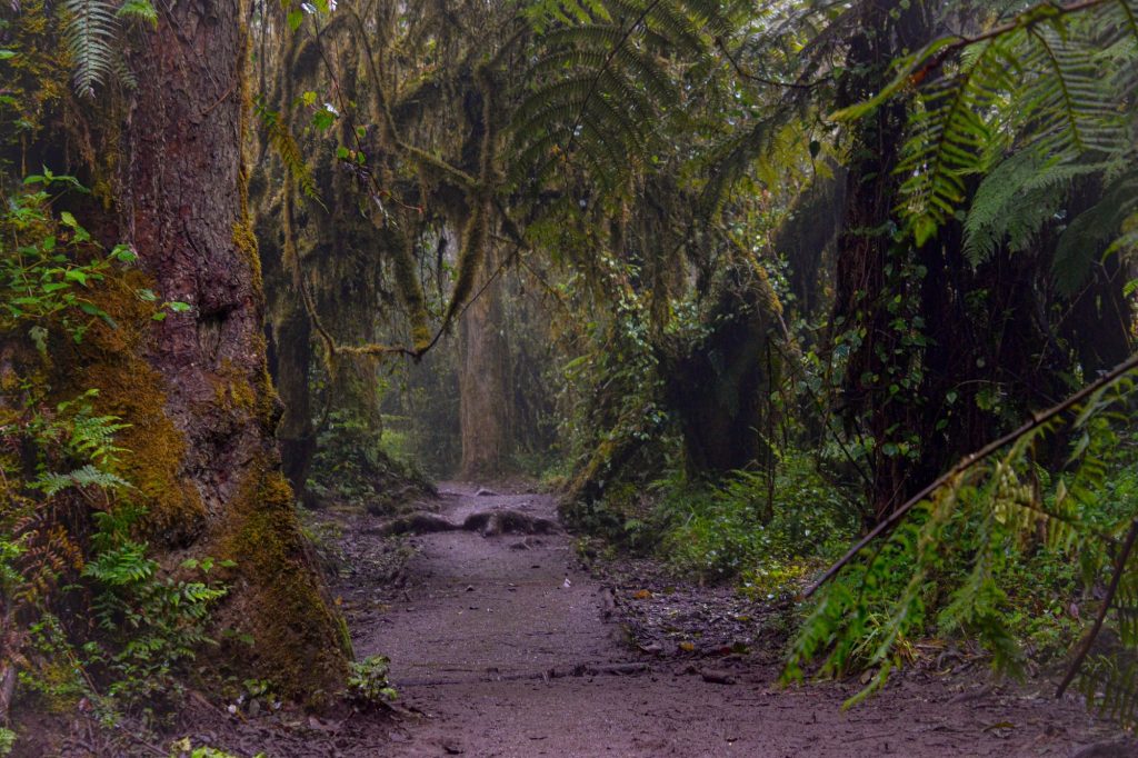A footpath through the rainforest on the lower slopes of Mount Kilimanjaro