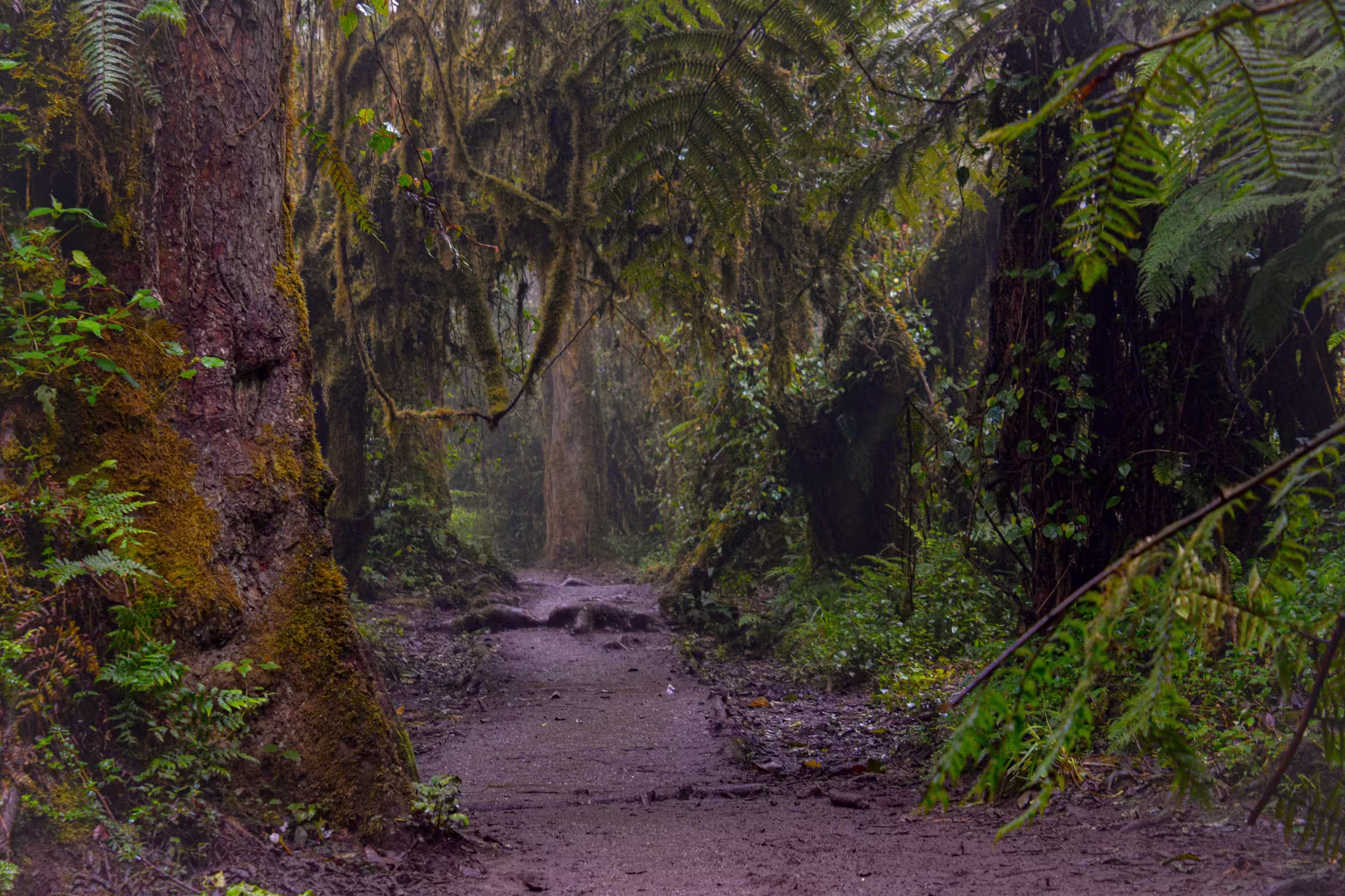 A path through moss-hung rainforest on Kilimanjaro's lower slopes